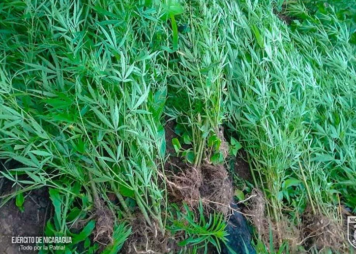Foto: Plantío de marihuana en cultivo de maíz en Jinotega