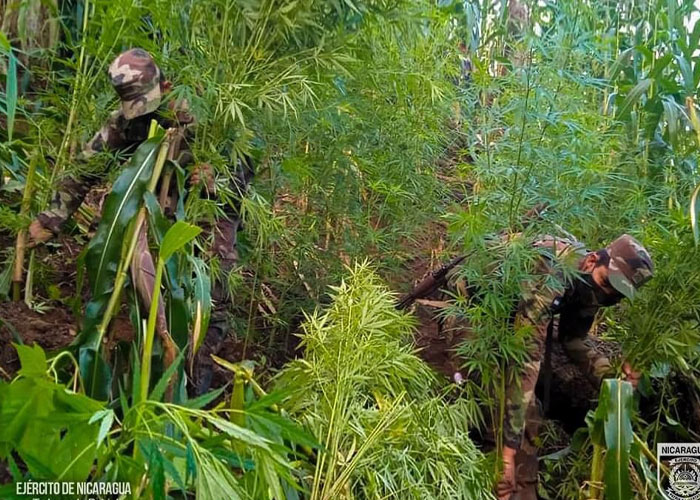 Foto: Incineración de plantas de marihuana en Jinotega / Cortesía