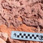 Estados Unidos: A las orillas de un lago encuentran fósiles "extremadamente raros"