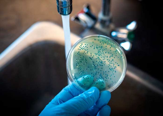 Foto: Bacterias en EE.UU. /cortesía