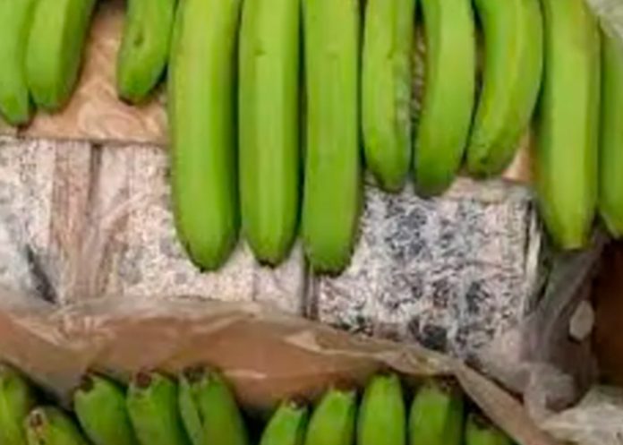 Foto: ¡Buenas bananas en Países Bajos! Millonario cargamento de droga oculto en plátanos/Cortesía