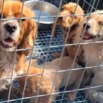 Foto: Operativo policial libera a 400 animales víctimas del tráfico ilegal en España/Cortesía
