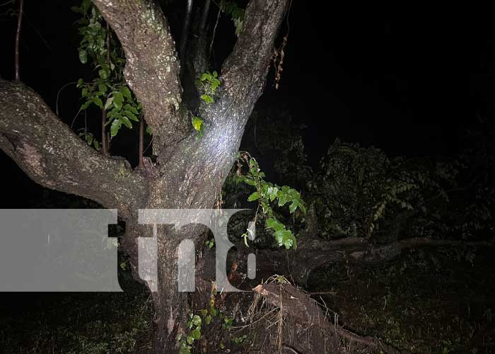Potente Rayo desploma un árbol sobre una vivienda en Juigalpa