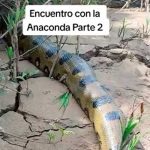 "Enorme y terrorífico" Anaconda asusta a turistas en Perú (Video)