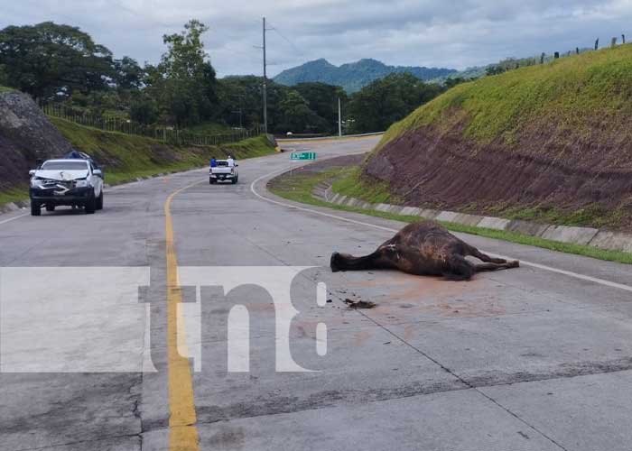 Tragedia en Mulukukú: Equino fallece tras colisión con camioneta en Río Blanco