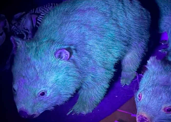 Foto:Mamíferos fluorescentes sorprenden a científicos en el Día Mundial de los animales/Cortesía