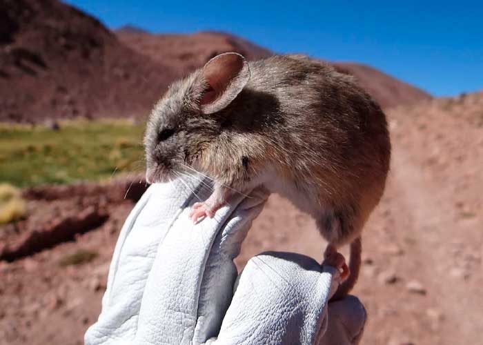 Foto: Científicos encuentran ratones momificados en volcanes de andinos de 6.000 Metros de altura /Cortesía 