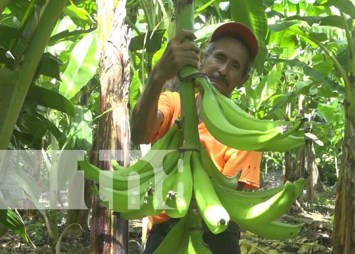 Bendecida cosecha de plátano de calidad en la Isla de Ometepe