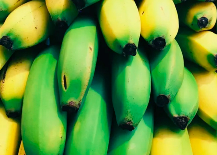 Foto: ¡Buenas bananas en Países Bajos! Millonario cargamento de droga oculto en plátanos/Cortesía
