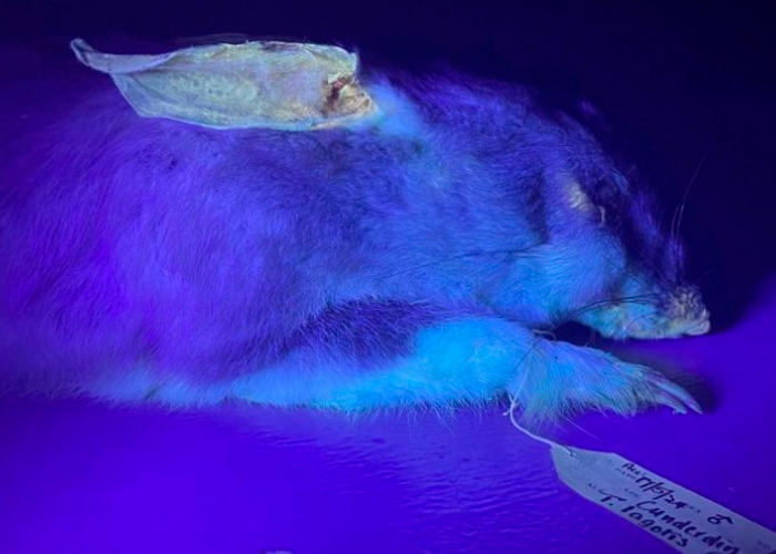 Foto:Mamíferos fluorescentes sorprenden a científicos en el Día Mundial de los animales/Cortesía