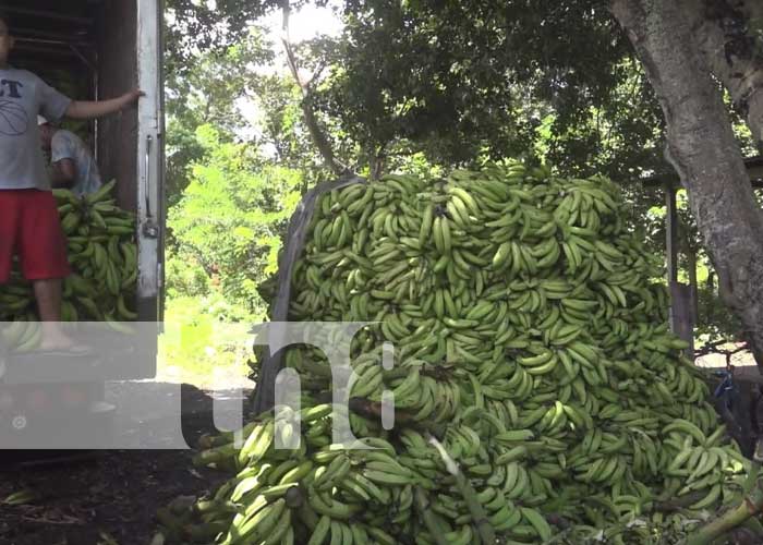 Bendecida cosecha de plátano de calidad en la Isla de Ometepe