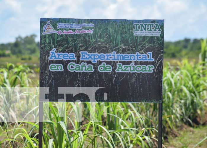 Foto: Finca de tecnología agropecuaria fortalecerá la producción en el Caribe Norte/TN8