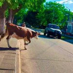 Foto: ¡La hazaña de la vaca intrépida! Motociclista es embestido en Medellín/Cortesía
