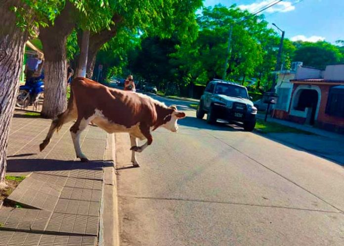 Foto: ¡La hazaña de la vaca intrépida! Motociclista es embestido en Medellín/Cortesía