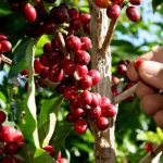 Foto: Producción de café en Nicaragua