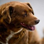 Muere Bobi, el perro más viejo del mundo a los 31 años