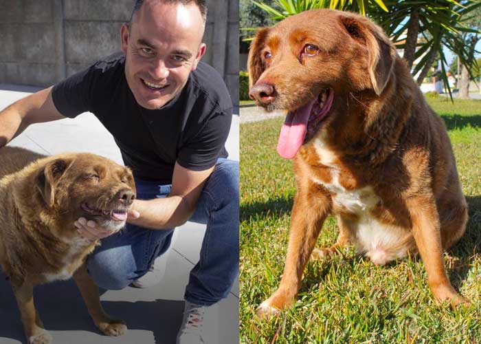 Muere Bobi, el perro más viejo del mundo a los 31 años