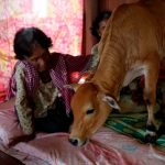 Mujer se casa con una vaca afirmando que su marido se reencarnó