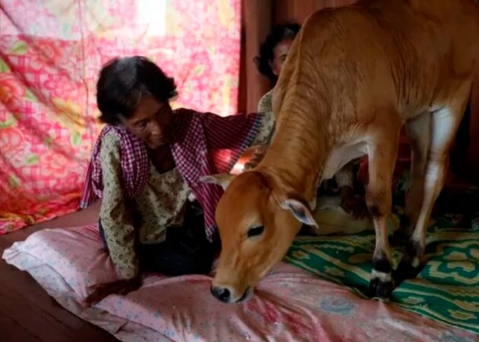 Mujer se casa con una vaca afirmando que su marido se reencarnó