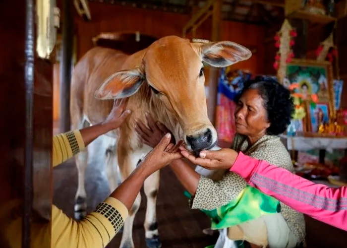  Mujer se casa con una vaca afirmando que su marido se reencarnó 