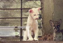 Puma Blanca Itzae: la nueva estrella del zoológico Thomas Belt en Juigalpa