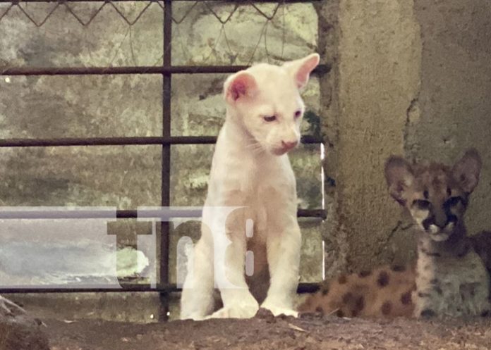 Puma Blanca Itzae: la nueva estrella del zoológico Thomas Belt en Juigalpa