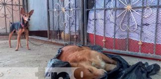 Foto: Cruel tragedia hacia perros y gatos /cortesía