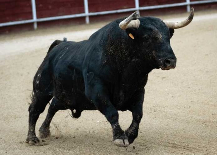 Foto: Torero lesionado tras ser corneado por un toro en Ometepe / Cortesía