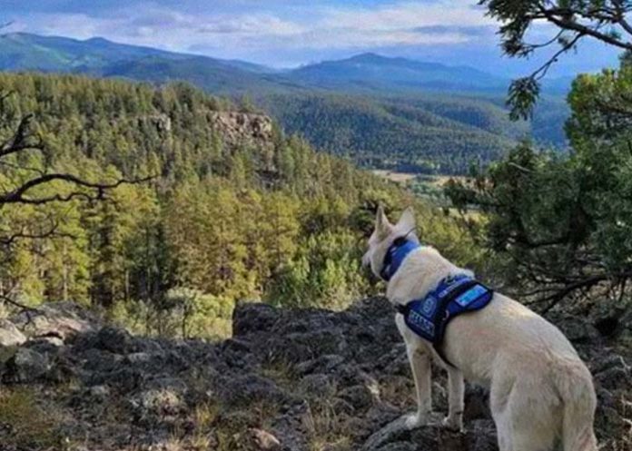 Foto: Tragedia en Blackhead Peak, Estados Unidos: Excursionista Muerto, Perro Sobrevive / Cortesía
