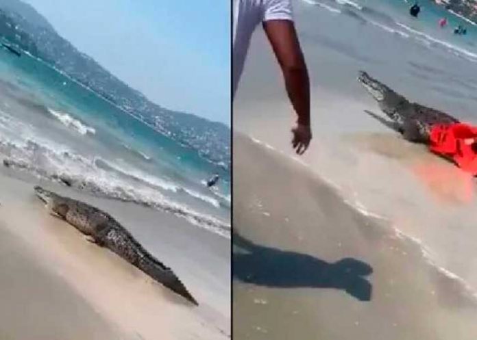 Aparece cocodrilo en la playa y causa pánico entre los turistas