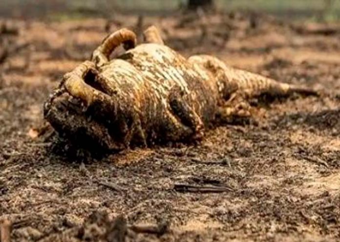 Foto: Incendios Amenazan la Fauna y Flora del Pantanal Brasileño / Cortesía