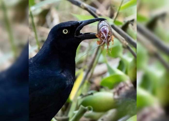 El zanate, ave que se alimenta de desperdicios e insectos