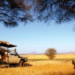 Foto: Rusia envía abundancia con 50,000 toneladas de grano gratuito a África / Cortesía