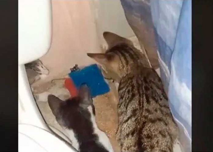 Foto: Gatos acorralan a un ratoncito /cortesía