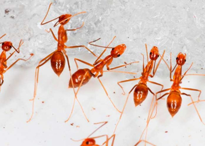 Foto: Hormigas un peligro en Australia /cortesía