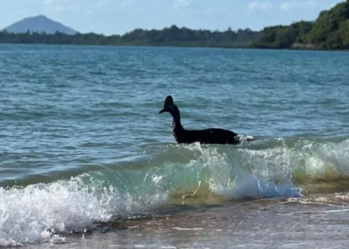 Encuentran al ave más peligrosa del mundo en playa de Australia