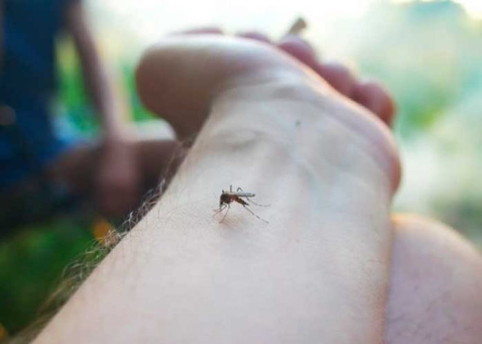 Foto: ¡Alarmante epidemia! Dengue causa 89 muertes y miles de casos en Guatemala/Cortesía