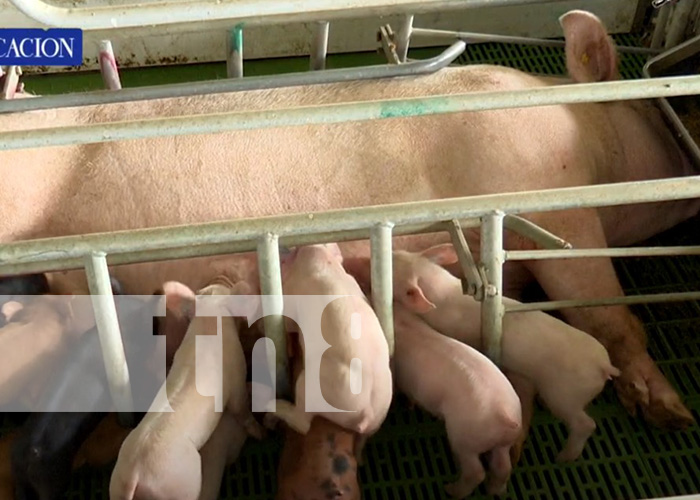 Foto: El sector porcino en Nicaragua se convierte en un pilar de la industria alimentaria/TN8