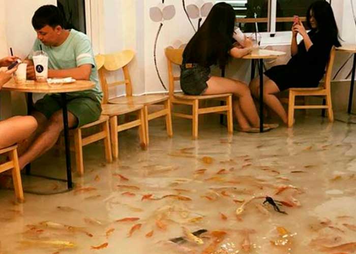 Foto: ¡Sweet Fishs Café! Donde comer se convierte en una experiencia acuática (Video)/Cortesía 