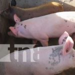 Foto: Aumento de capacidades productivas en el sector porcino en Las Sabanas, Madriz / TN8
