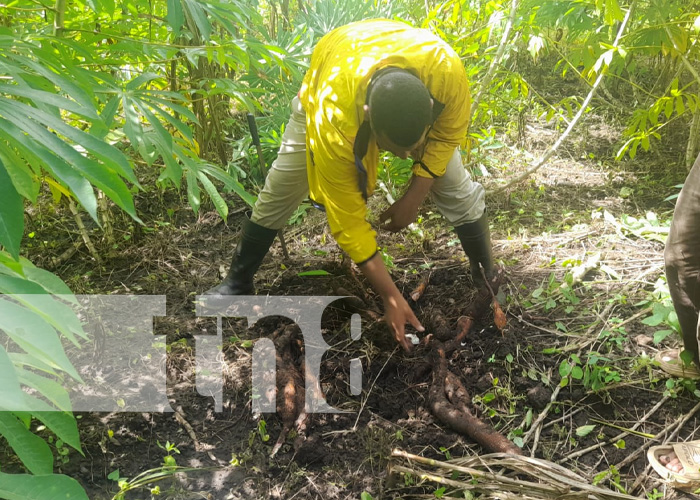 Foto: Cultivo de yuca está en su mejor momento en comunidades nandaimeña / TN8