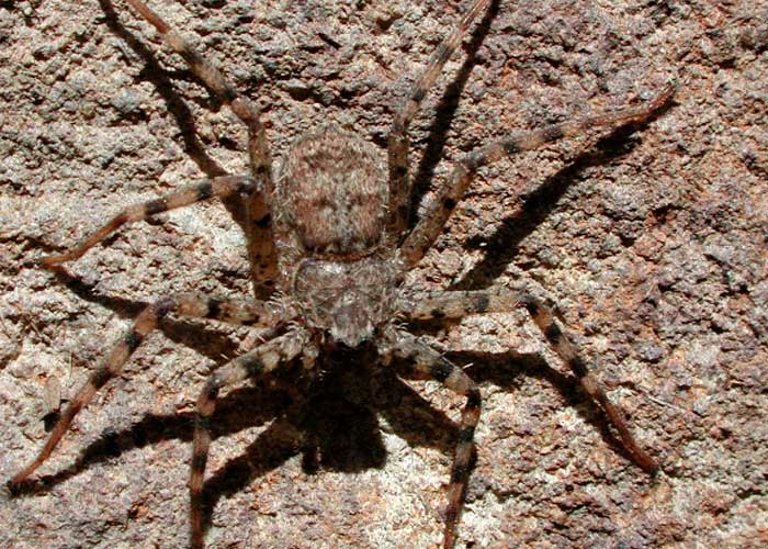Foto: Arañas en Australia /cortesía