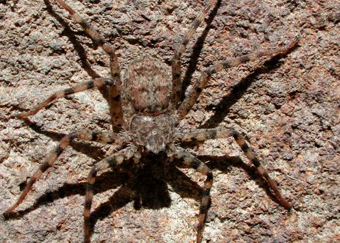 Foto: Arañas en Australia /cortesía