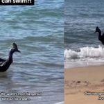 Encuentran al ave más peligrosa del mundo en playa de Australia