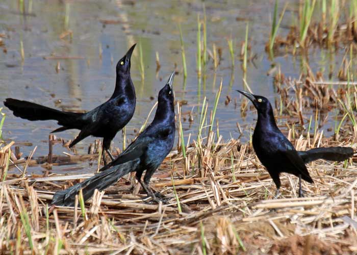 El zanate, ave que se alimenta de desperdicios e insectos