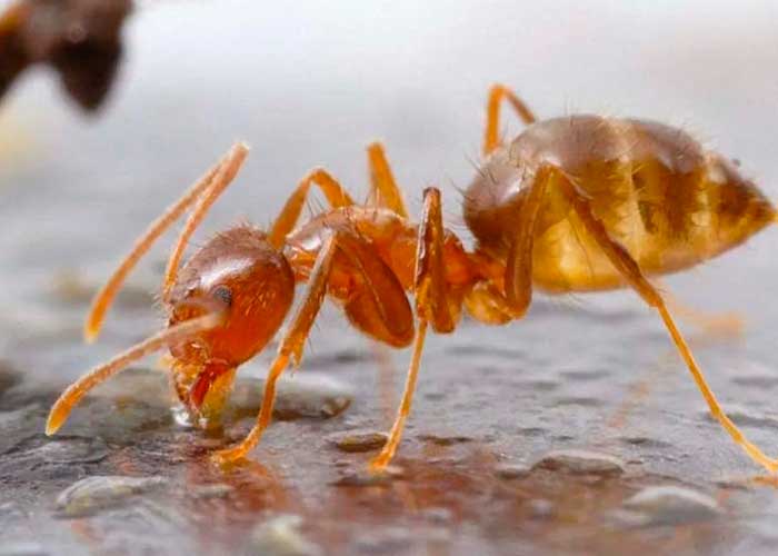Foto: Hormigas un peligro en Australia /cortesía 