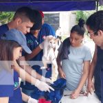 Foto: ¡Feria de atención médica a mascotas en Mateare! MINJUVE y UCC se unen/TN8
