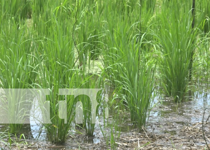 Foto: INTA presenta resultados productivos de arroz en Ometepe/Tn8