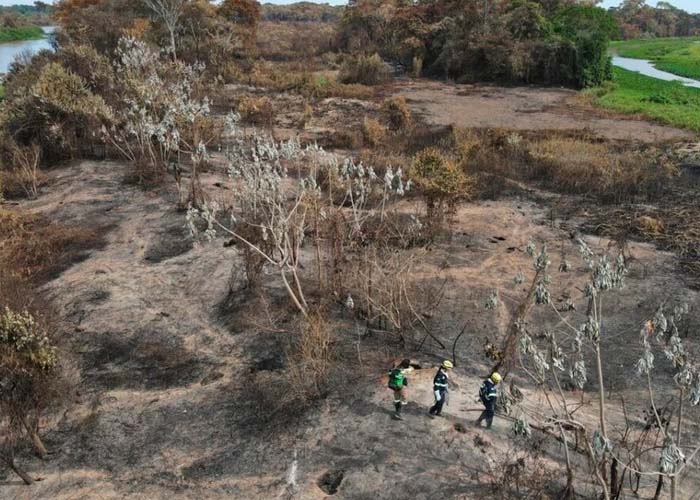 Foto: Pantanal en Llamas: Tragedia Ambiental Amenaza Tesoro Brasileño  / Cortesía 