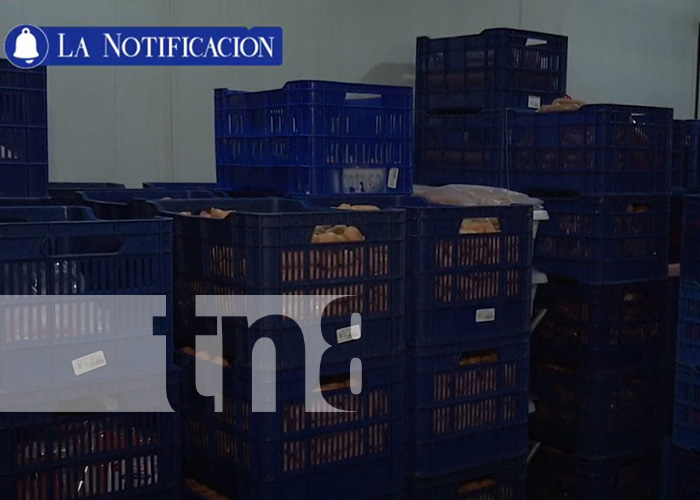 Foto: El sector porcino en Nicaragua se convierte en un pilar de la industria alimentaria/TN8